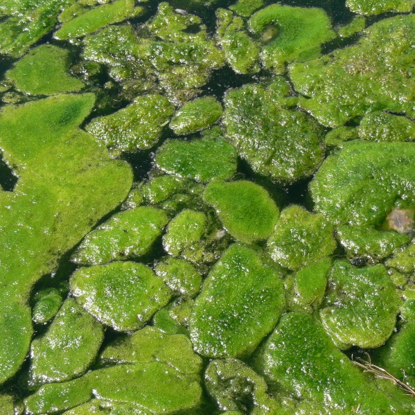 Algae Square