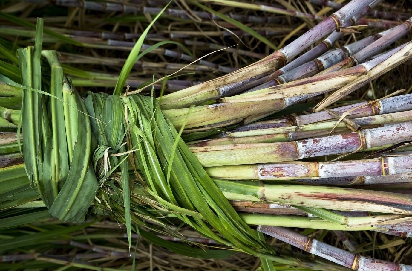 Sugarcane - Copy