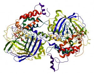 Enzyme Catalase