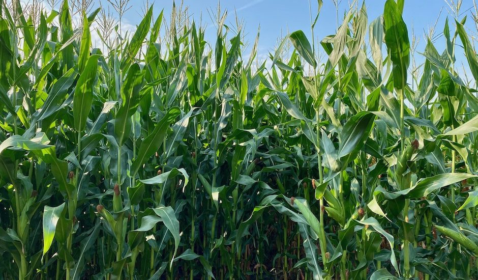 corn field, rfs2