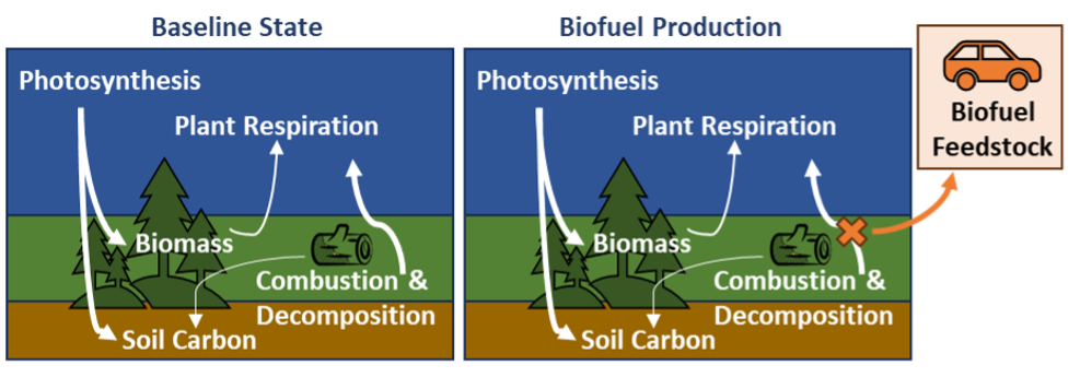 Biogenic Carbon Cycle