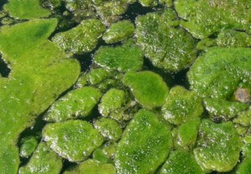 analysis of algae biofuel systems