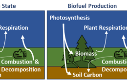 Biogenic Carbon Cycle